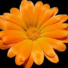 фото "simply orange"