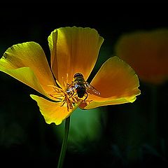 фото "little bee"