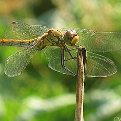 photo "Dragonfly"