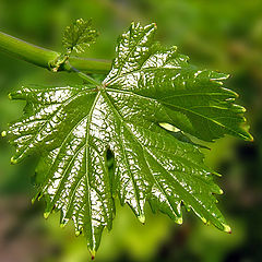 photo "Simply leaf."