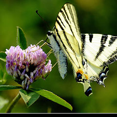 фото "*butterfly*"