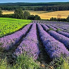 photo "Violet zebra of flowering"