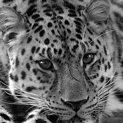 photo "leopard"