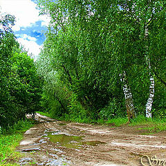 фото "...лес после дождя"