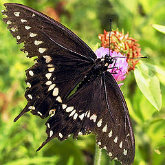 photo "The fallen angel"