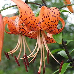 photo "Lilies2"