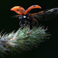 photo "To fly"