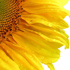 photo "***"