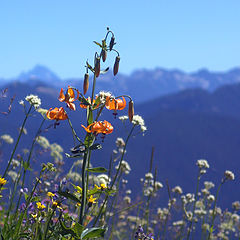 photo "Wild Flowers"