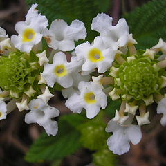 фото "flores"