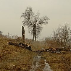 фото "Весенняя картинка с поваленными деревьями"