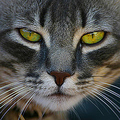 photo "Look into my eyes...."