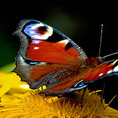 photo "A butterfly"