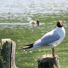 photo "There was a seagull..."