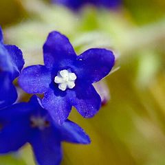 photo "White in blue"