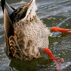 photo "Duck...back-axle..."