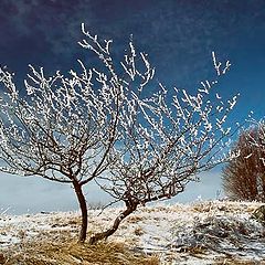 фото "Дерево"