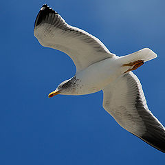 photo "the flight of the gull"