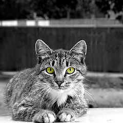 фото "Из клана кошачьих"
