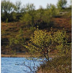 photo "Tundra, Kola peninsula, up north of Russia 2"