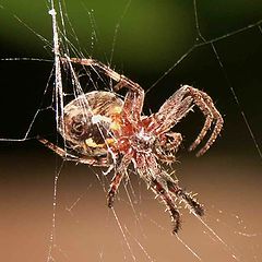 фото "spider's web"