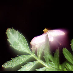 photo "Died flower... As if a pink alive moth.."