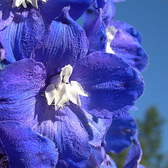 photo "The dark blue flower is similar to the sky"