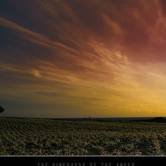 photo "The vineyards of the anger"