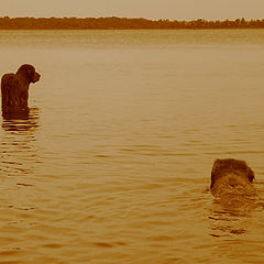 фото "two swimmers at sunset"