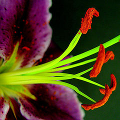 photo "Neon Lily"
