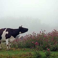 photo "Milk morning"