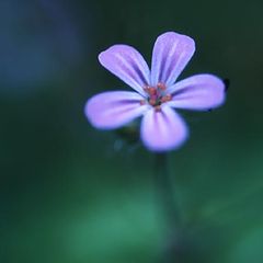 photo "Single Blue"