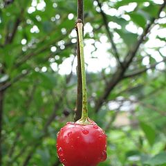 photo "Cherry"
