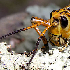 фото "Head and antennae"