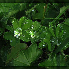 photo "Liquid crystals"