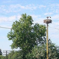 photo "Nest of storks"