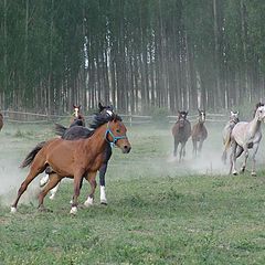 photo "Redhorses"