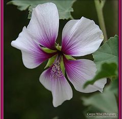 фото "" Fleur De Jour " ."