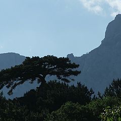 фото "blue mountain and pine"