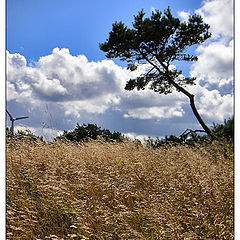 photo "...windy"