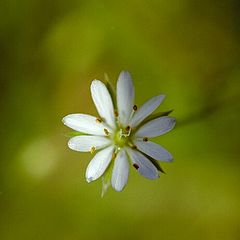 photo "Tiny white star"