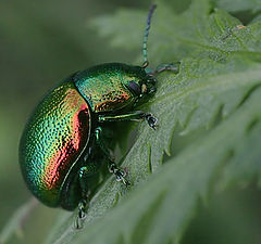 photo "Chrysomelidae"