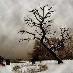 photo "Dead Tree"