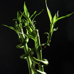 photo "Solar bamboo..."