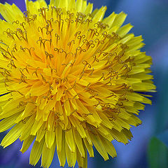 photo "sunny dandelion"