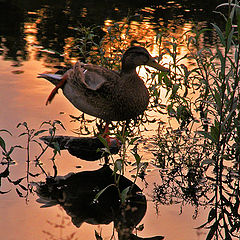 photo "DUCK"