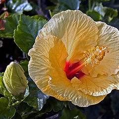фото "Colors offered by nature"