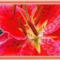 фото "Lily "Stargazer""