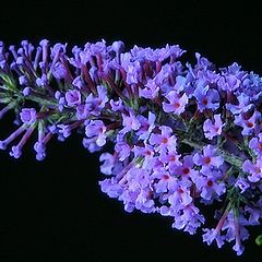 фото "buddlia daviddii"