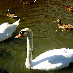 фото "Swans and Ducks"